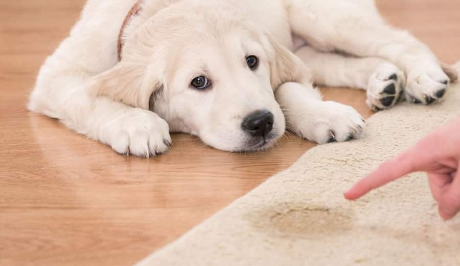 Pet Stain and Odor Treatment - Carpet Cleaner